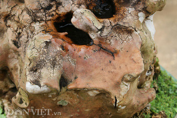 Cụ thiên tuế hơn 500 tuổi, có nụ hơn 1 năm vẫn chưa chịu nở hoa